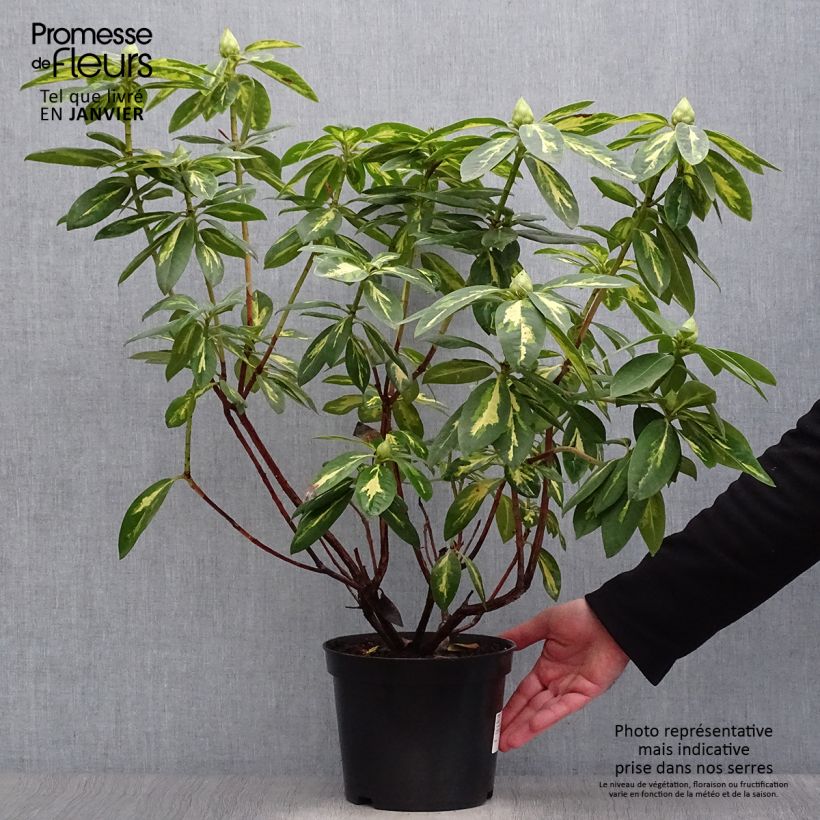 Rhododendron President Roosevelt 4L/5L pot sample as delivered in winter