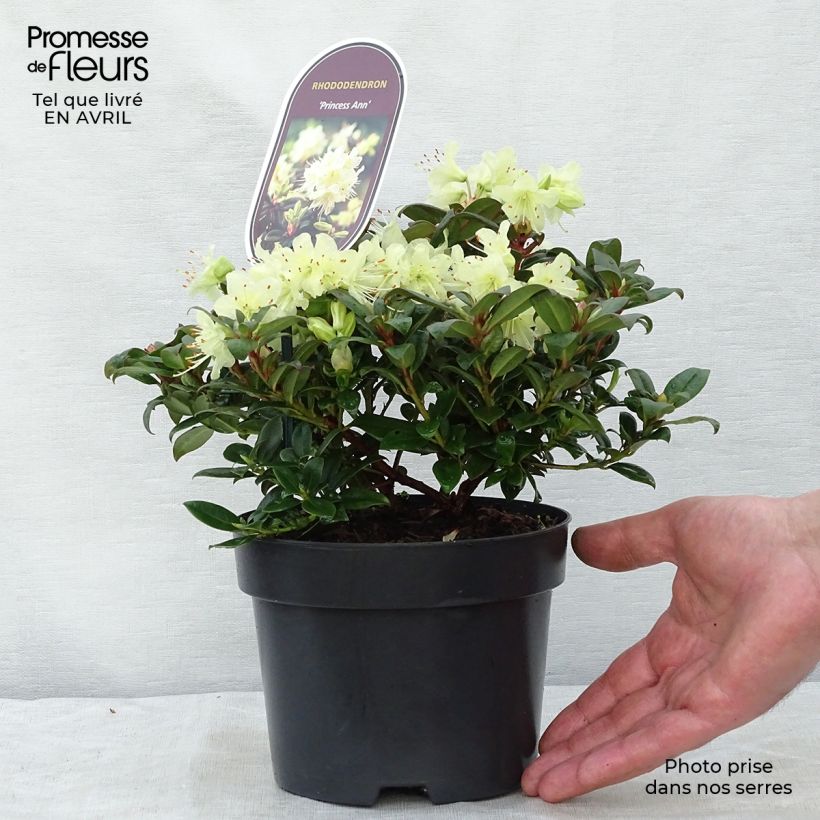 Rhododendron  Princess Anne 2L/3L pot sample as delivered in spring