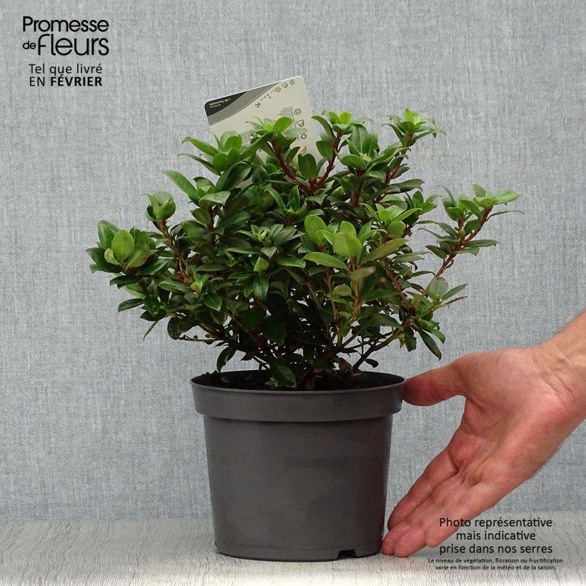 Rhododendron  Princess Anne 2L/3L pot sample as delivered in autumn