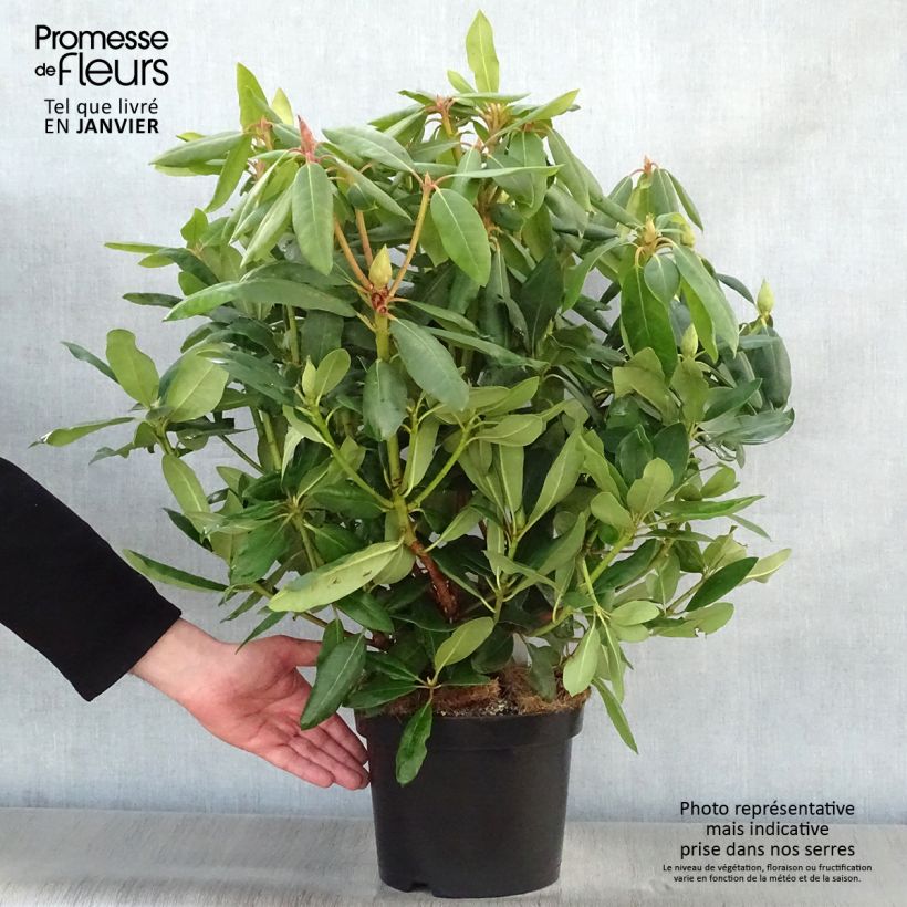 Rhododendron catawbiense Roseum Elegans 4L/5L pot sample as delivered in winter