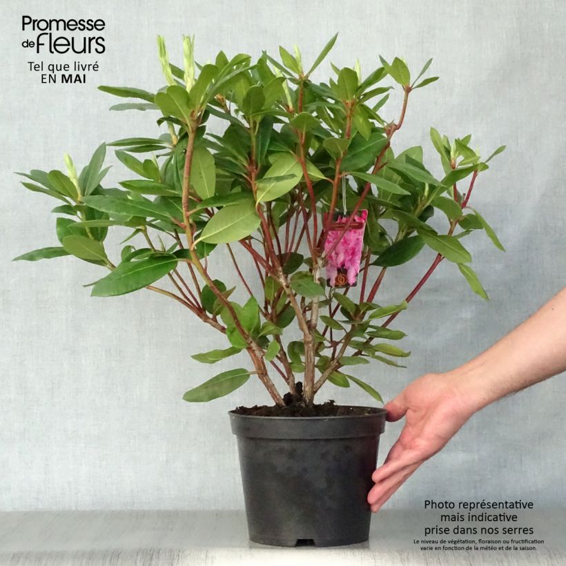 Rhododendron catawbiense Roseum Elegans 4L/5L pot sample as delivered in spring