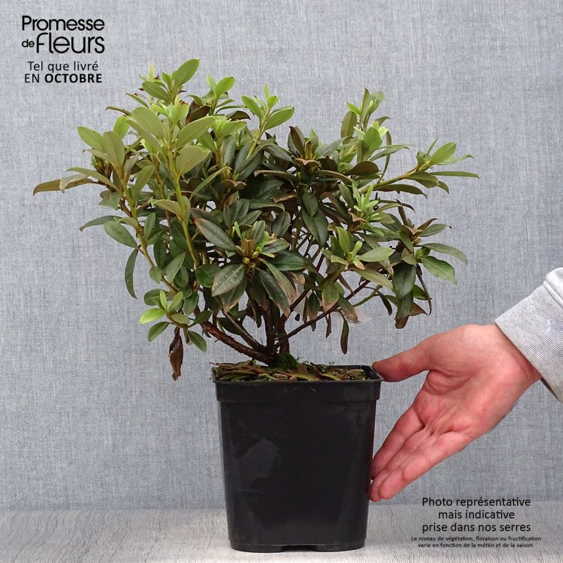 Rhododendron Saffron Queen 3L/4L pot sample as delivered in autumn