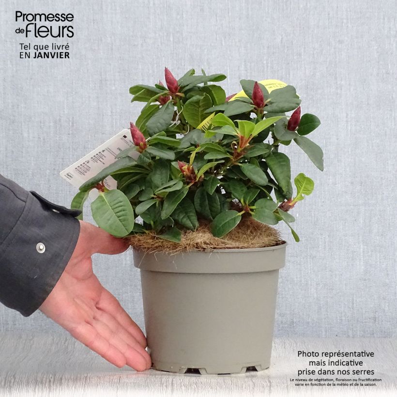 Rhododendron Scarlet Wonder 2L/3L pot sample as delivered in winter