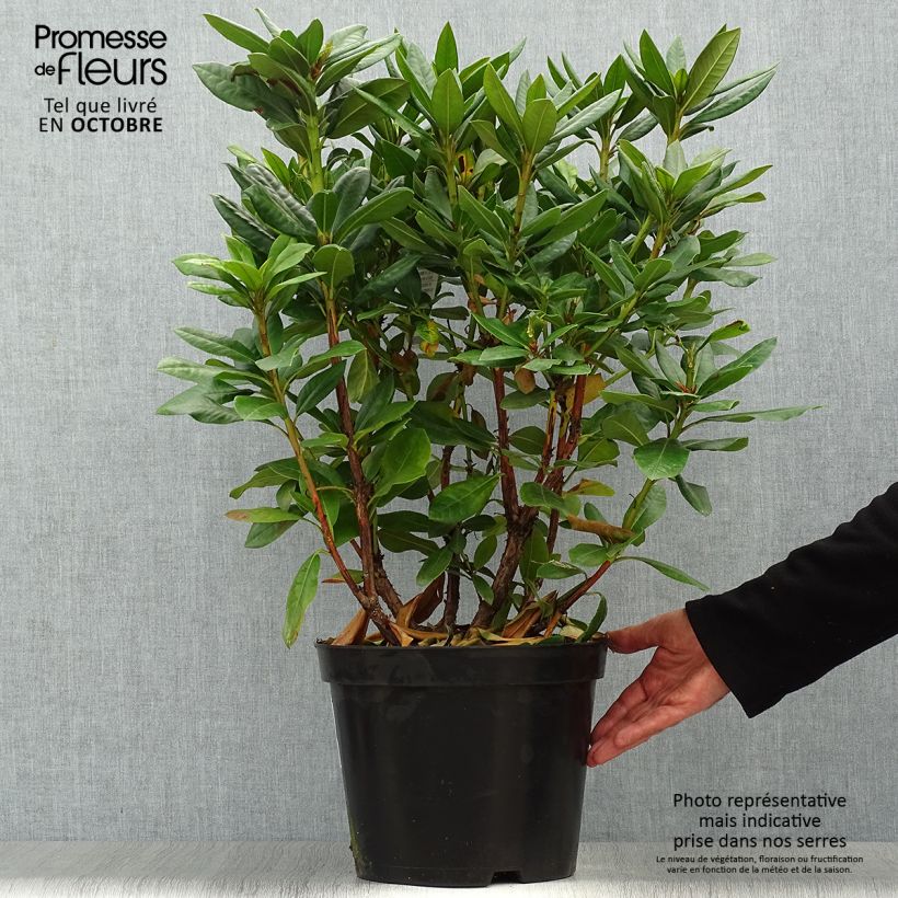 Rhododendron Scarlet Wonder 2L/3L pot sample as delivered in autumn