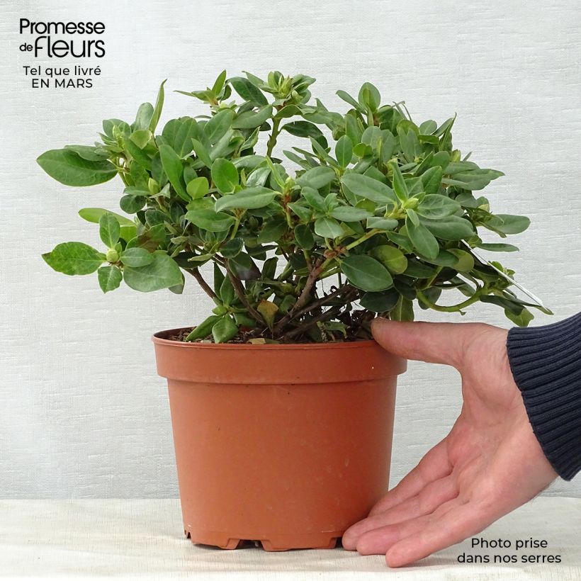 Rhododendron Shamrock 2L/3L pot sample as delivered in spring