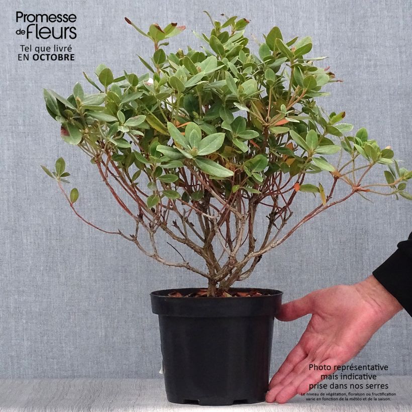 Rhododendron Shamrock 2L/3L pot sample as delivered in autumn