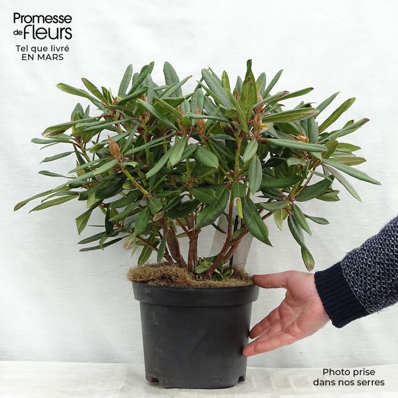 Rhododendron Tortoiseshell Orange 4L/5L pot sample as delivered in spring