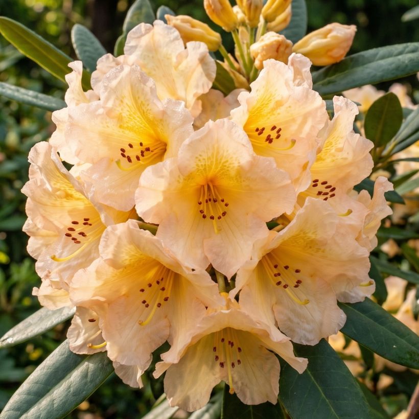 Rhododendron Tortoiseshell Yellow (Flowering)