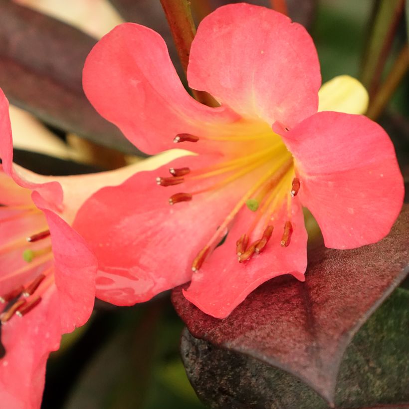 Rhododendron vireya Strawberry Parfait - Tropical Rhododendron (Flowering)
