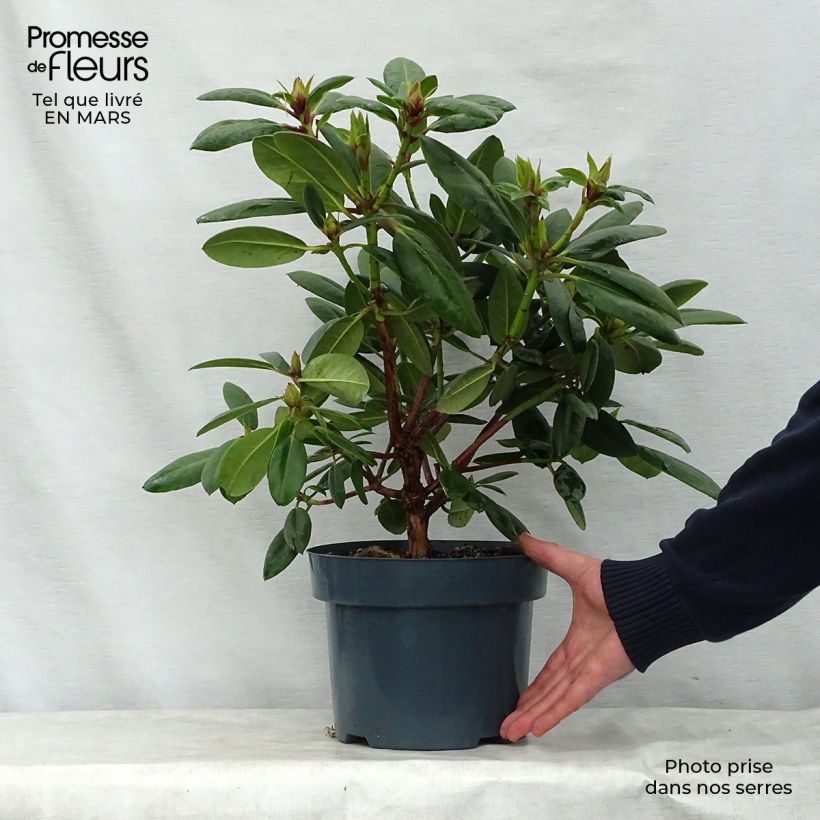 Rhododendron Virginia Richards 4L/5L pot sample as delivered in spring