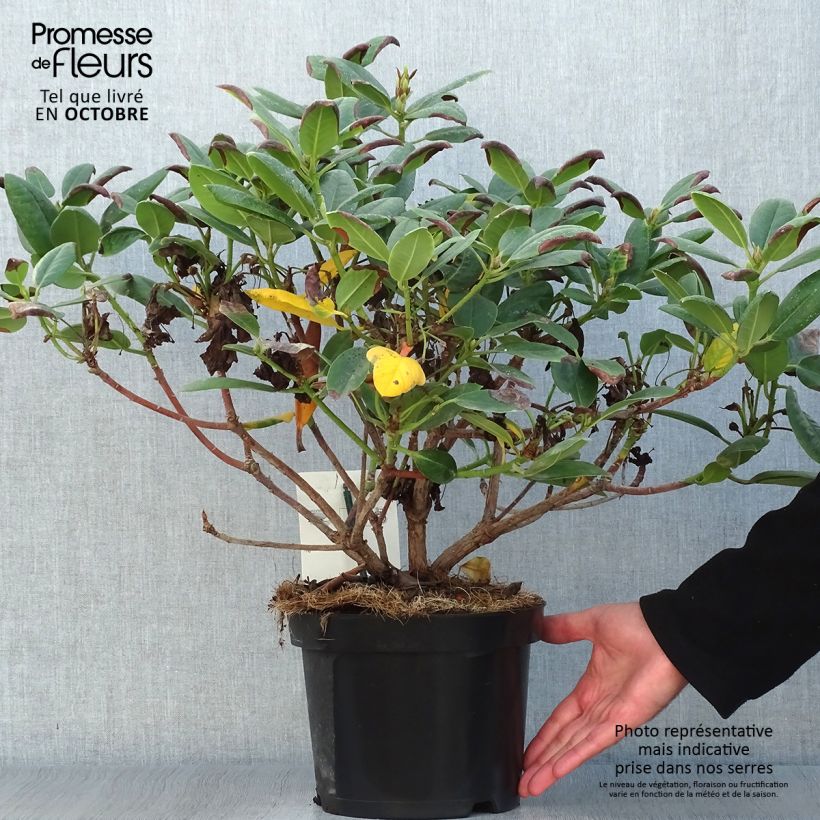 Rhododendron Virginia Richards 4L/5L pot sample as delivered in autumn