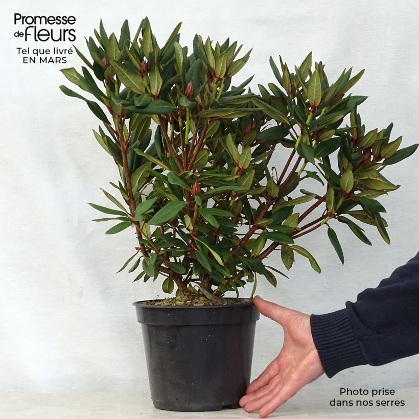 Rhododendron griersonianum Winsome 3L/4L pot sample as delivered in spring