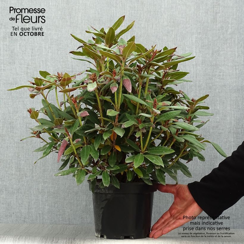 Rhododendron griersonianum Winsome 3L/4L pot sample as delivered in autumn