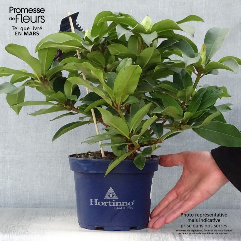 Rhododendron XXL 2L/3L pot sample as delivered in spring