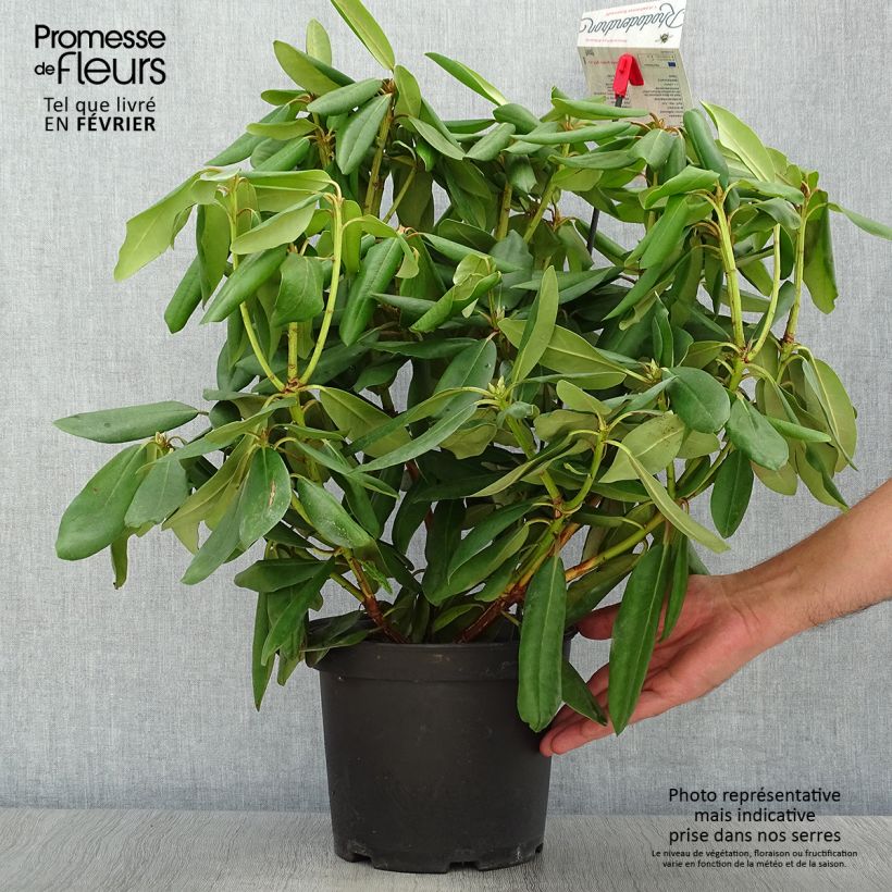 Rhododendron catawbiense Boursault 4L/5L pot sample as delivered in autumn