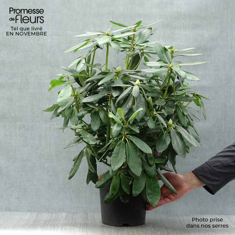 Rhododendron catawbiense Grandiflorum - Large-flowered rhododendron 4L/5L pot sample as delivered in autumn