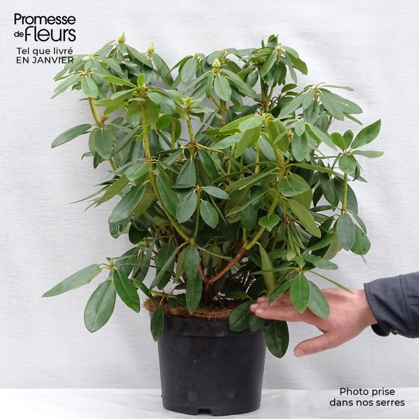 Rhododendron catawbiense Grandiflorum - Large-flowered rhododendron 4L/5L pot sample as delivered in winter