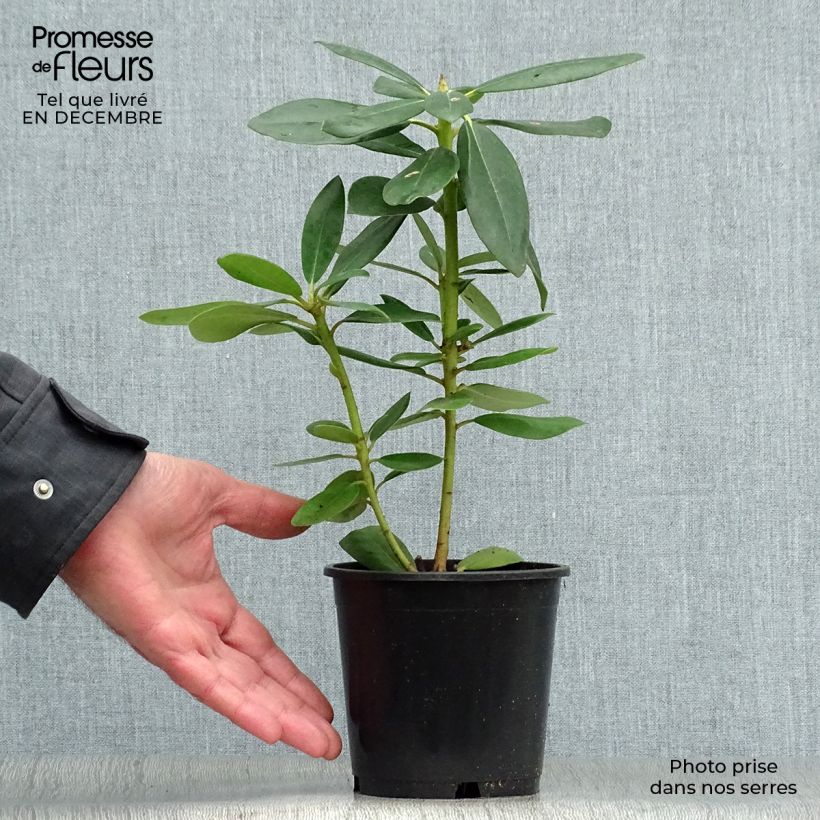 Rhododendron catawbiense Grandiflorum - Large-flowered rhododendron 12cm pot sample as delivered in winter