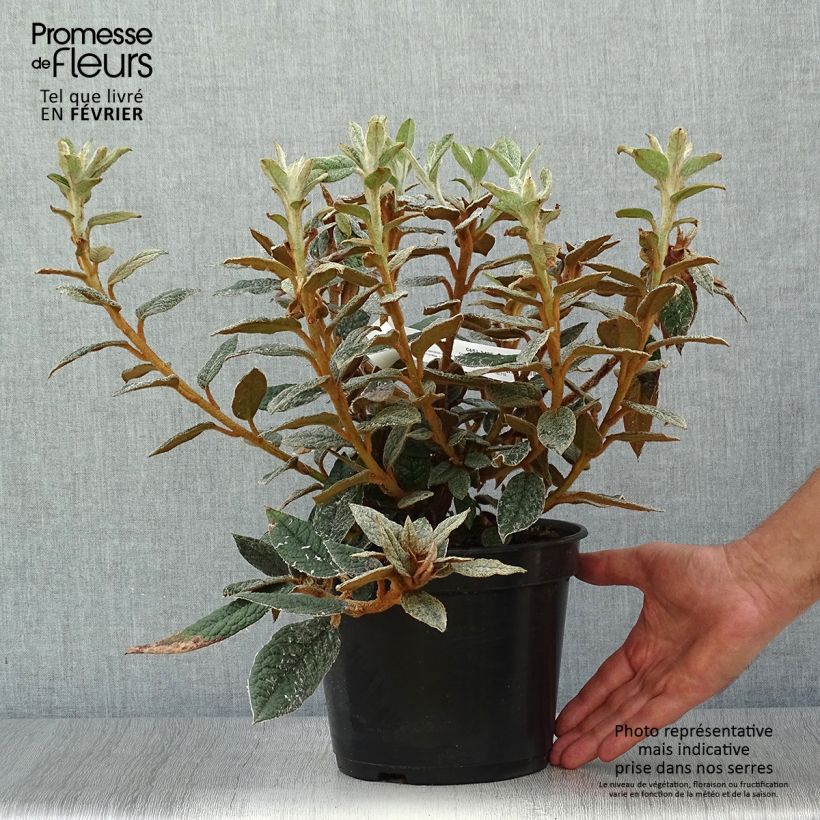 Rhododendron edgeworthii 3L/4L pot sample as delivered in autumn