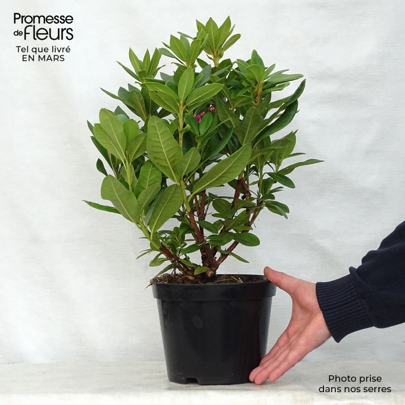 Rhododendron Cosmopolitan 2L/3L pot sample as delivered in spring