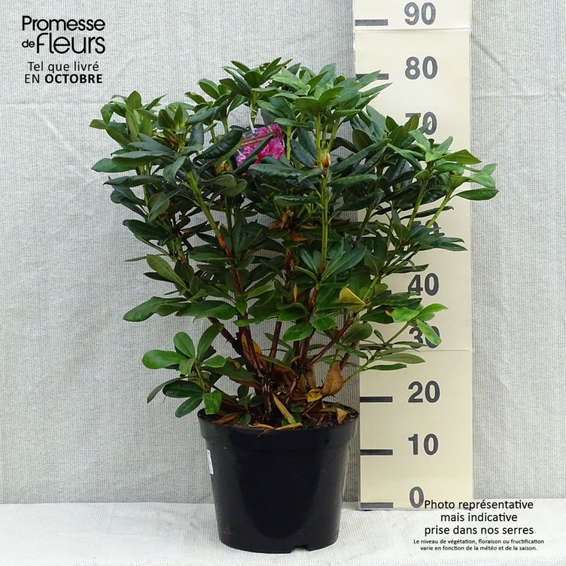 Rhododendron Cosmopolitan 7.5L/10L pot sample as delivered in autumn