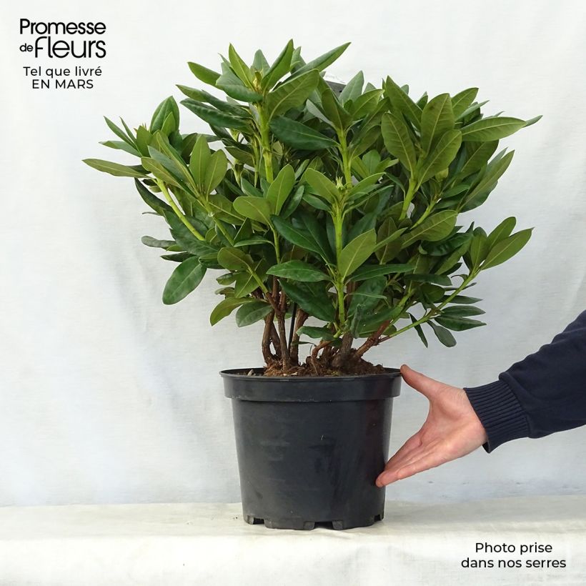 Rhododendron Cosmopolitan 7.5L/10L pot sample as delivered in spring