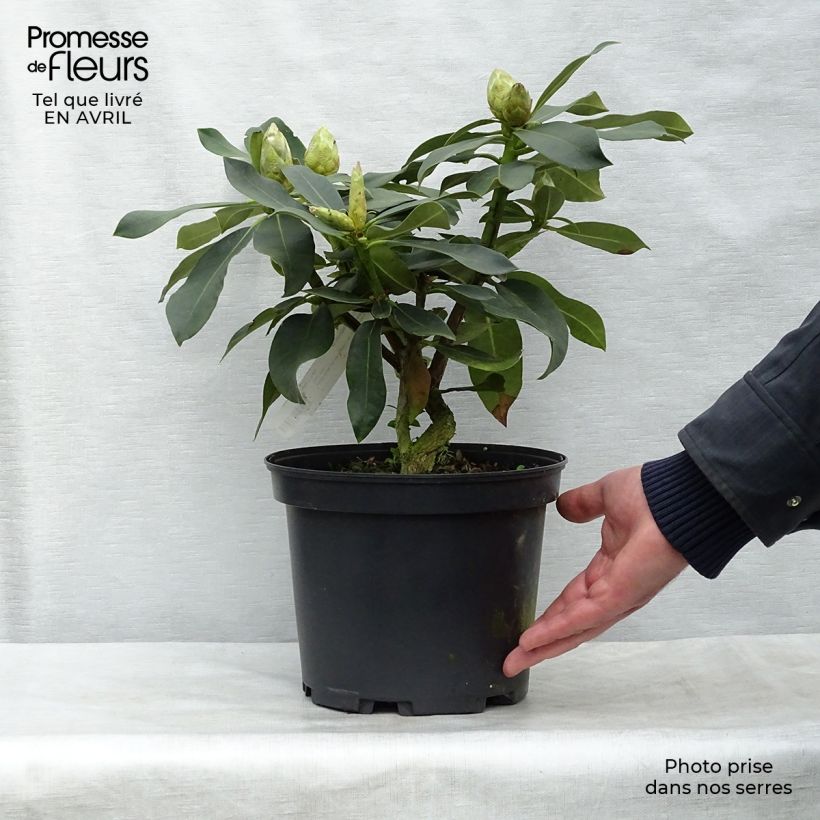 Rhododendron Janet Ward 4L/5L pot sample as delivered in spring