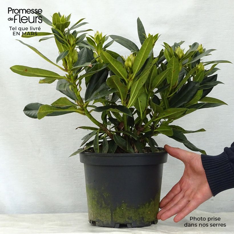 Rhododendron Kabarett 4L/5L pot sample as delivered in spring