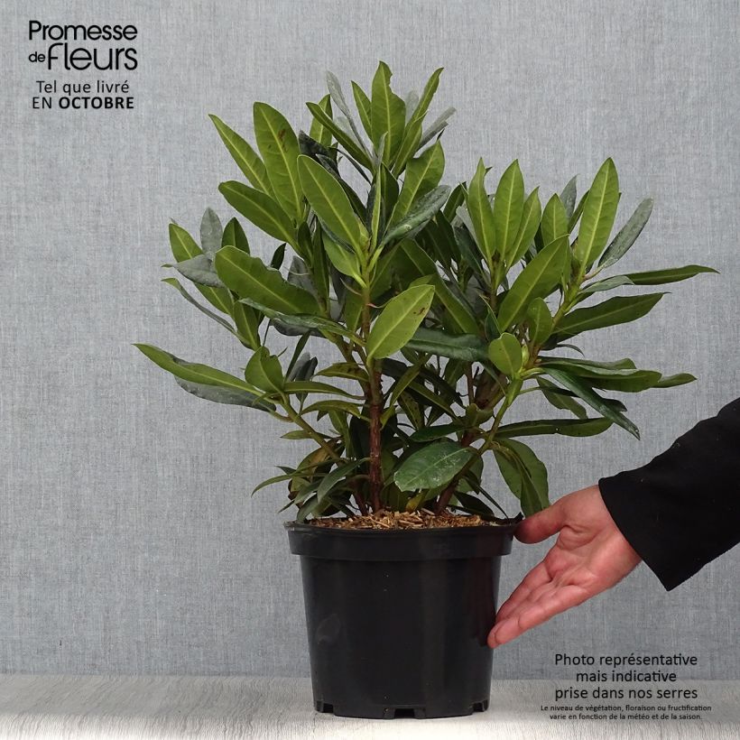 Rhododendron Kabarett 4L/5L pot sample as delivered in autumn