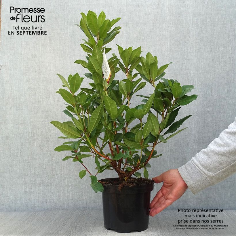Rhododendron Lord Roberts 4L/5L pot sample as delivered in autumn