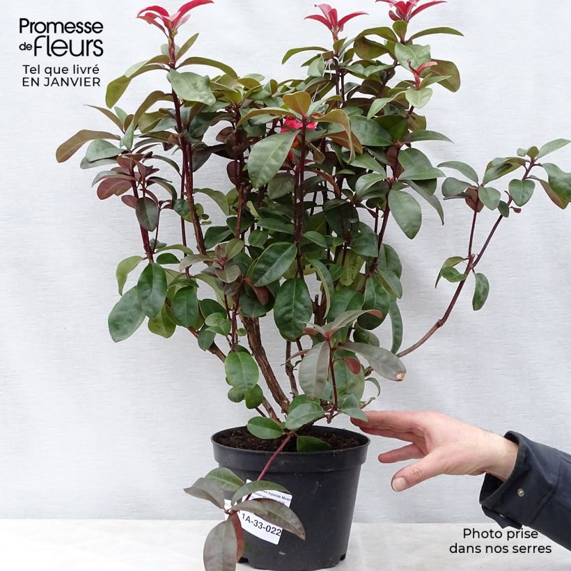 Rhododendron Mosers Maroon 4L/5L pot sample as delivered in winter
