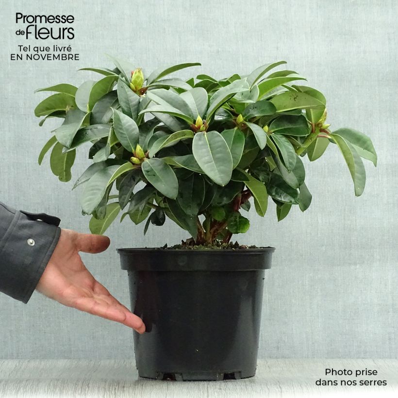 Rhododendron Naselle 4L/5L pot sample as delivered in autumn