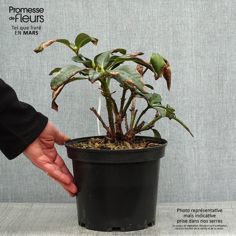 Rhododendron Naselle 4L/5L pot sample as delivered in spring