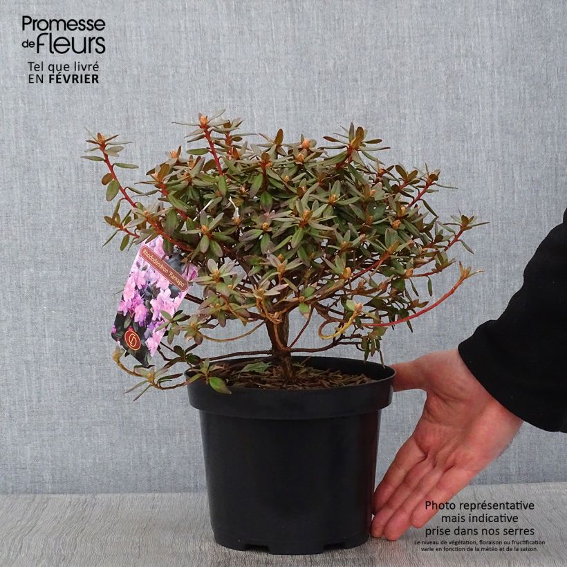 Rhododendron (x) impeditum Ramapo 2L/3L pot sample as delivered in winter