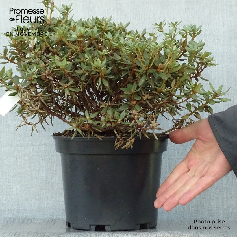 Dwarf Rhododendron - Rhododendron impeditum 2L/3L pot sample as delivered in autumn