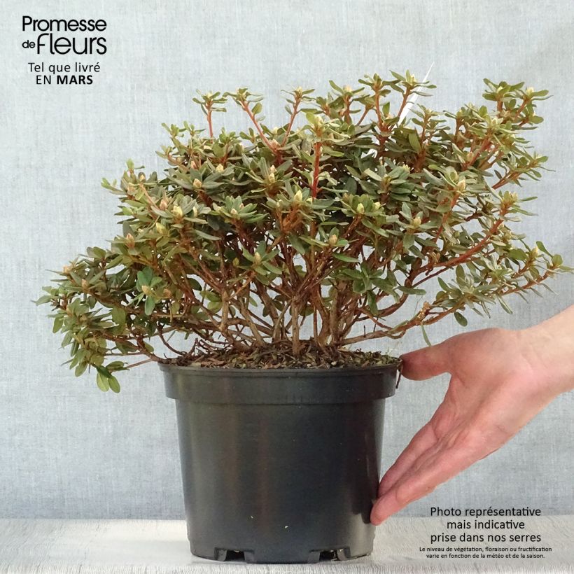 Dwarf Rhododendron - Rhododendron impeditum 2L/3L pot sample as delivered in spring