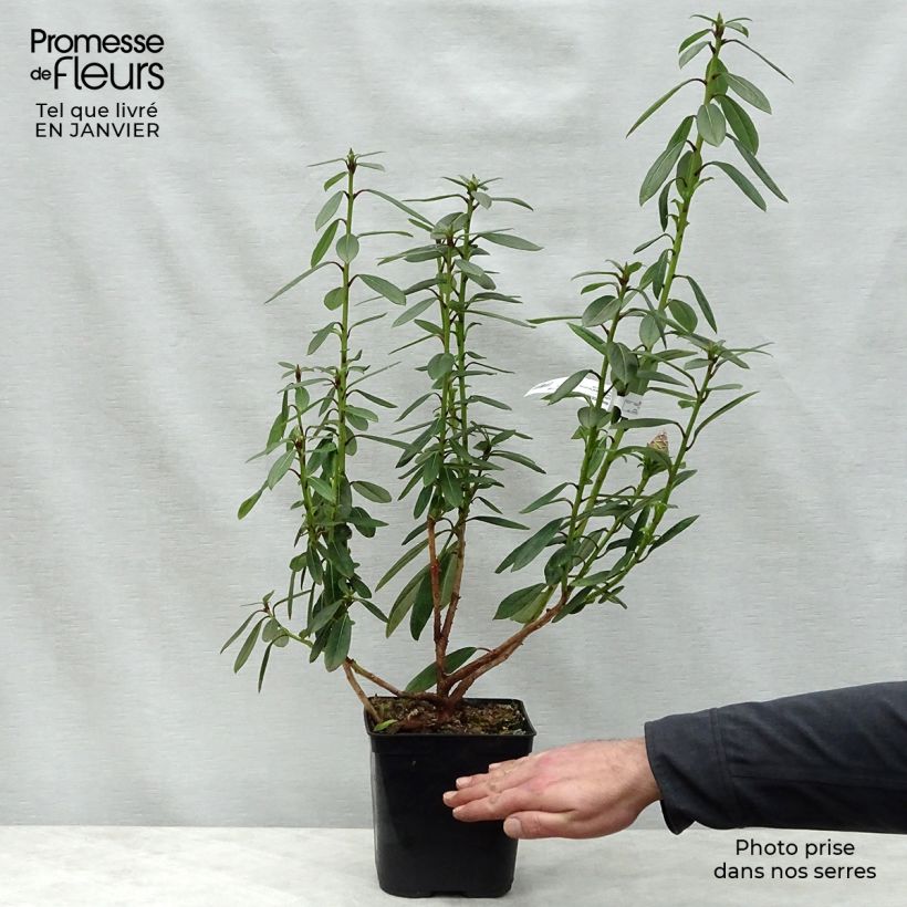 Rhododendron lindleyi 4L/5L pot sample as delivered in winter