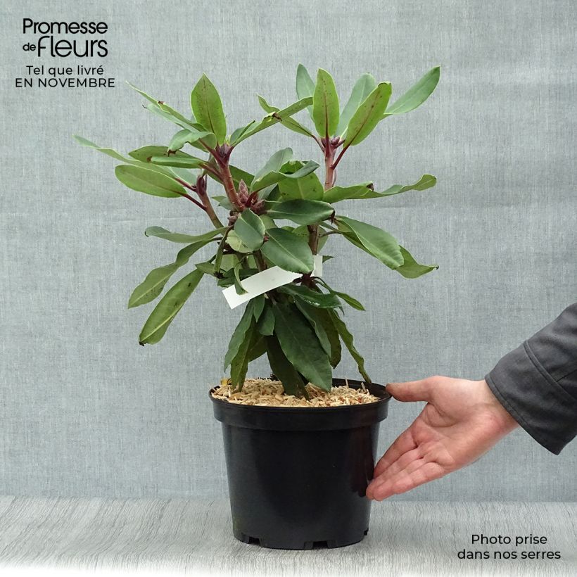 Rhododendron loderi King George 4L/5L pot sample as delivered in autumn