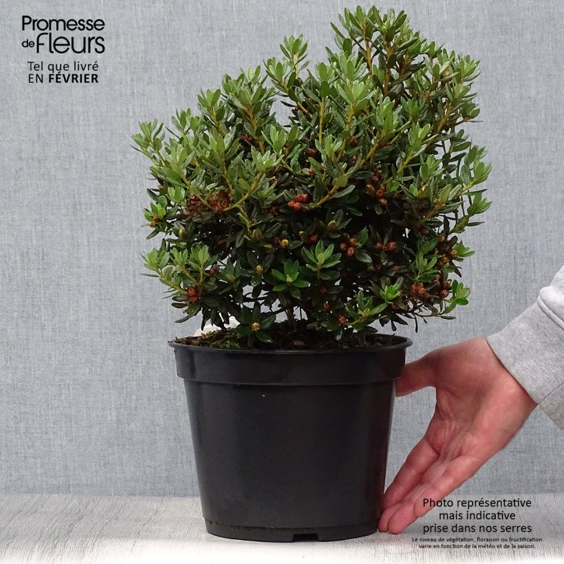 Rhododendron impeditum Azurika 2L/3L pot sample as delivered in autumn
