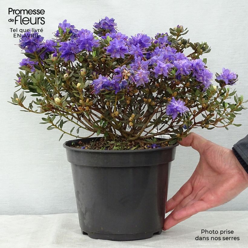 Rhododendron impeditum Azurika 2L/3L pot sample as delivered in spring