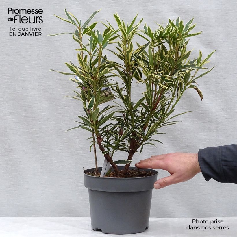 Rhododendron ponticum Variegatum 4L/5L pot sample as delivered in winter