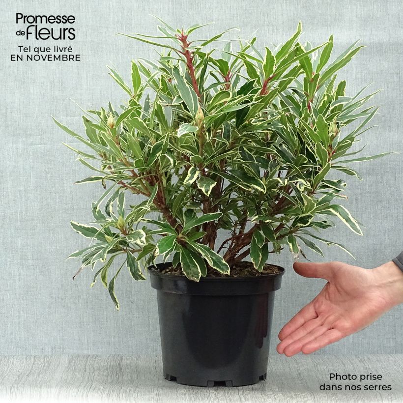 Rhododendron ponticum Variegatum 4L/5L pot sample as delivered in autumn