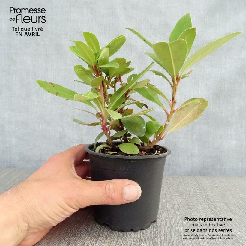 Rhododendron ponticum 12cm pot sample as delivered in spring