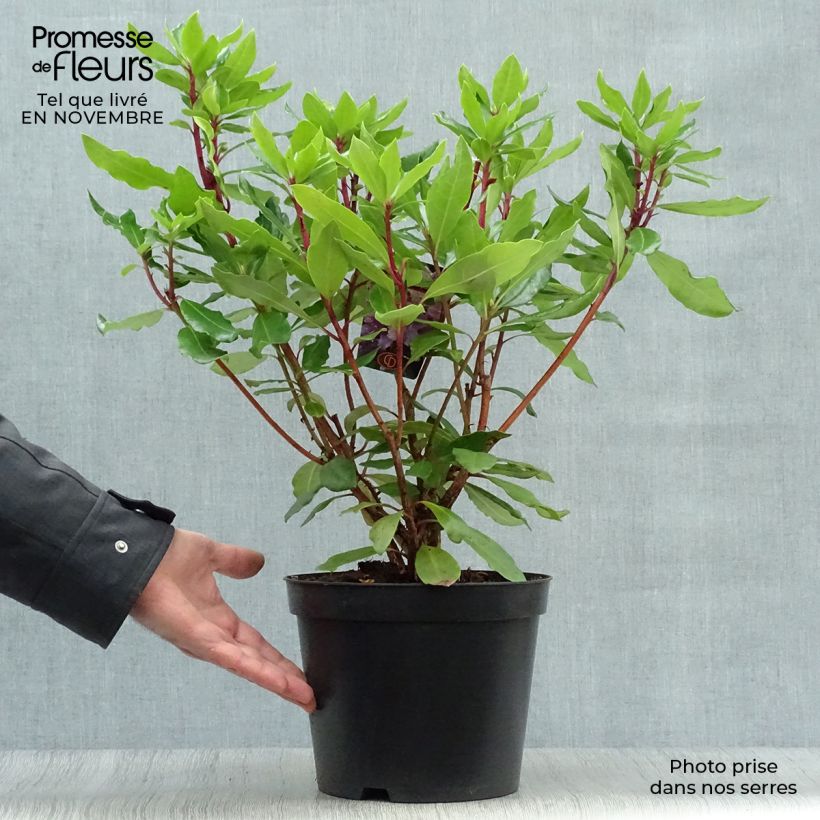 Rhododendron ponticum 3L/4L pot sample as delivered in autumn