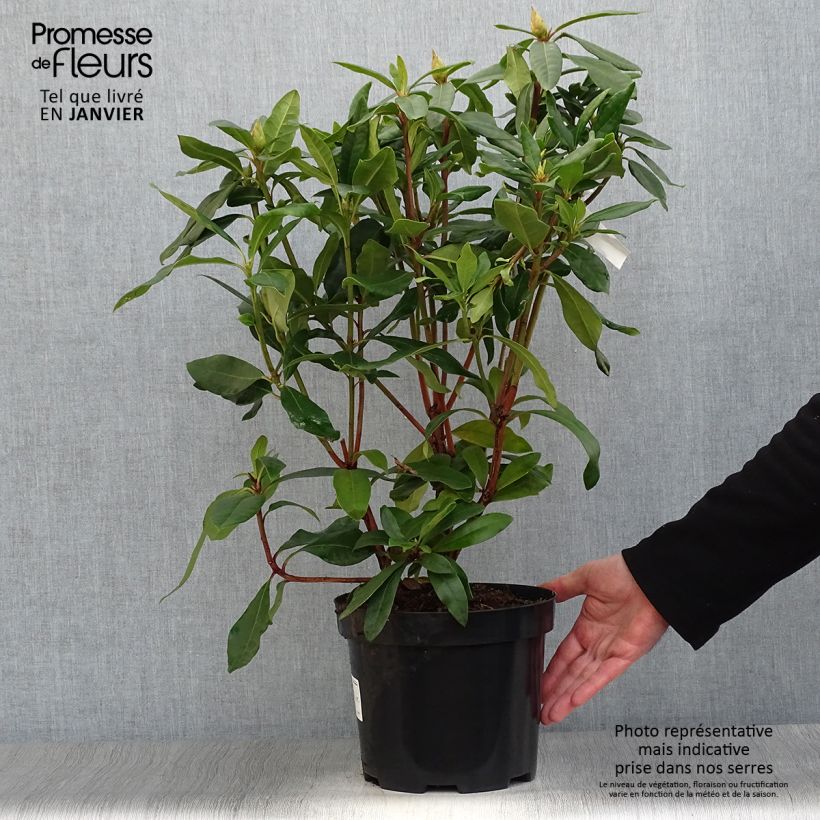Rhododendron ponticum 3L/4L pot sample as delivered in winter