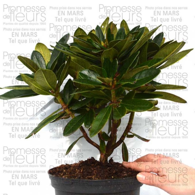Example of Rhododendron Unique Marmalade 4L/5L pot specimen as delivered