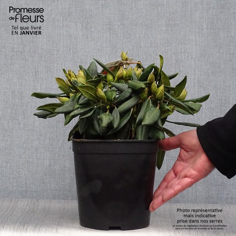 Rhododendron yakushimanum Barbarella 4L/5L pot sample as delivered in winter