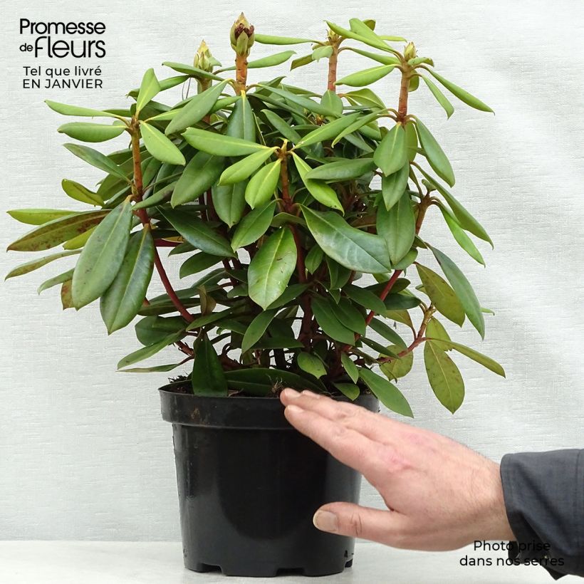 Rhododendron yakushimanum Caroline Allbrook 2L/3L pot sample as delivered in winter