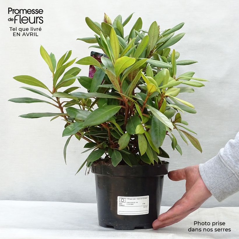 Rhododendron yakushimanum Caroline Allbrook 2L/3L pot sample as delivered in spring