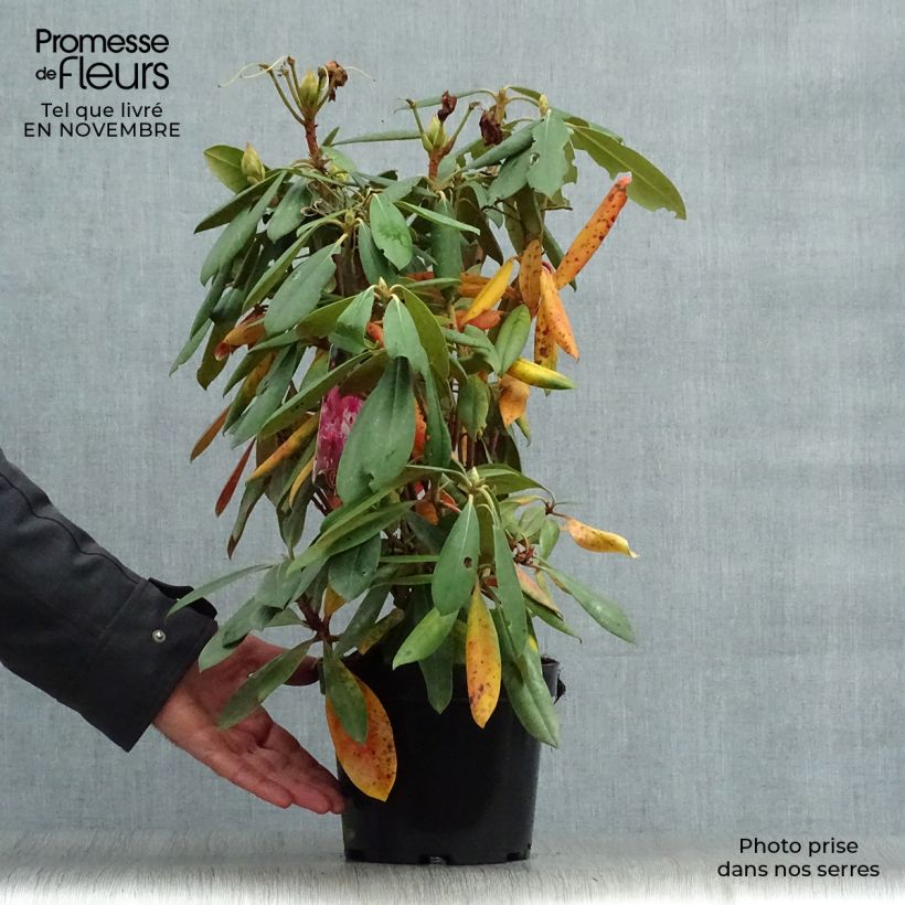 Rhododendron yakushimanum Caroline Allbrook 2L/3L pot sample as delivered in autumn